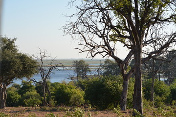 botswana (safari fotografico)