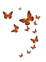 Image of tropical flock of flying colored butterflies isolated on white printed on Printed Glass Splashbacks