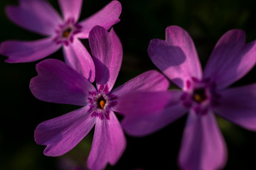 Moss phlox