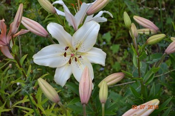 Obraz premium flower, nature, plant, white, spring, garden, flowers, green, flora, lily, pink, bloom, yellow, blossom, floral, beauty, petal, summer, petals, color, narcissus, beautiful, macro, grass, daffodil