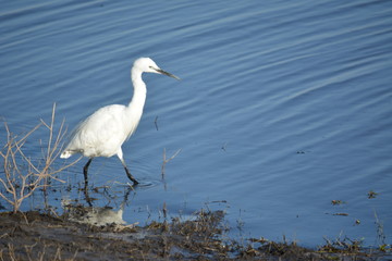 botswana (safari fotografico)