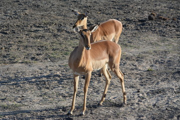 botswana (safari fotografico)