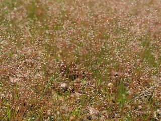 種を着けたスズメノカタビラ