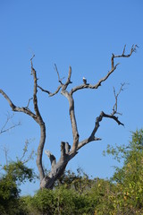 botswana (safari fotografico)