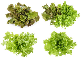 Obraz premium fresh green lettuce leaves isolated on white