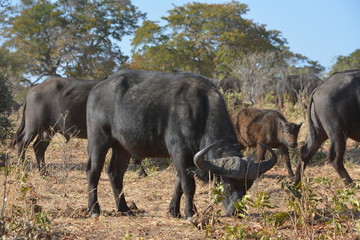 Obraz na płótnie Canvas botswana (safari fotografico)