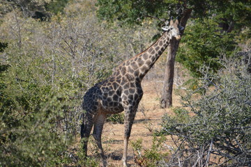 Naklejka na ściany i meble botswana (safari fotografico)