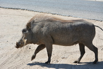 botswana (safari fotografico)