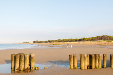 children gathering seashells on the seashore in the early morning