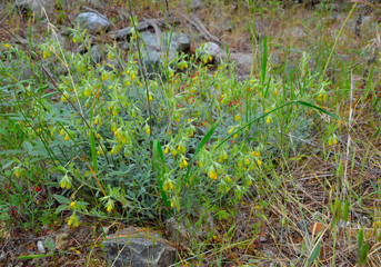 Yellow Flowering Onosma flowers against the backdrop of nature.