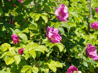 Rosa majalis. Floraison du rosier de mai ou rosier cannelle