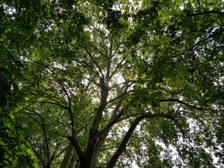 Arbres sur fond de ciel