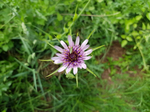 Insecte vert sur une fleur de salsifis