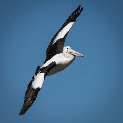 Australian Australian Pelican in flight over Woy Woy, New South Wales, Australia