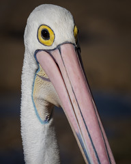 Portrait of an Australian pelican at Woy Woy, New South Wales, Australia