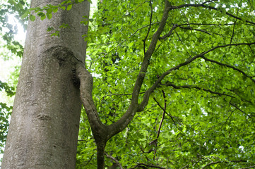 closeup of hornbeam branch in a forest