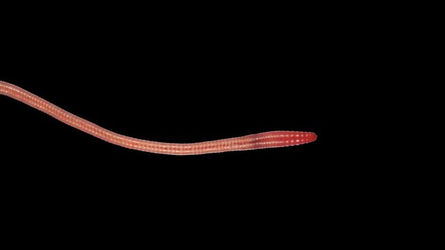 Earthworm creep. Footage with alpha channel (codec: png+alpha with black background)