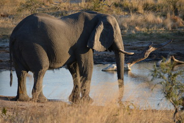 Fototapeta premium BOTSSUANA(SAFARI fOTOGRAFICO)