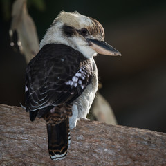 Kookaburra in Bouddi National Park, New South Wales, Australia