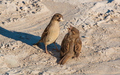  two sparrows on the beach