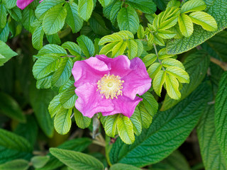 Rosa majalis. Rosier de mai ou rosier cannelle