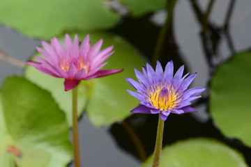lotus in pond