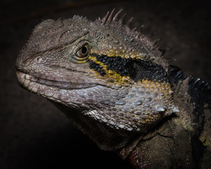 Eastern Water Dragon in Brisbane, Queensland, Australia