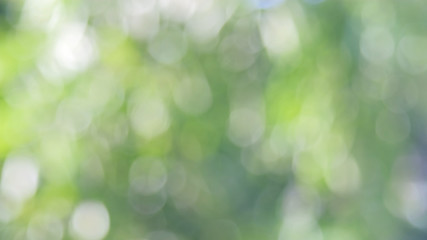Obraz premium Defocused abstract nature background with green leaves and bokeh lights. Royalty high-quality free stock photo image of natural blurred bokeh background from leaf and tree effects bokeh bubble light