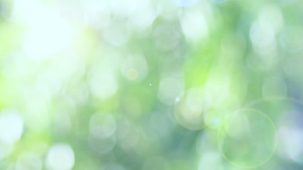 Sunlight green bio background, abstract blurred foliage sun light. Organic design nature abstract background with copyspace for text advertising design. Blur nature image in sunshine and bokeh effect
