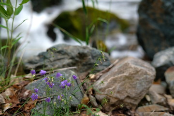 A small bush of purple bells on the background of water, stones and green grass.