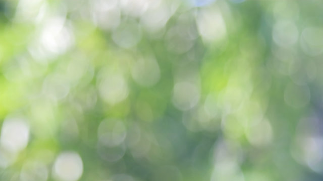 Defocused abstract nature background with green leaves and bokeh lights. Royalty high-quality free stock  photo image of natural blurred bokeh background from leaf and tree effects bokeh bubble light