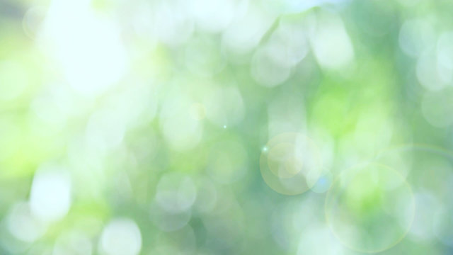 Green bio background, abstract blurred foliage bright sunlight. Organic design nature abstract background with copyspace for text advertising design. Green abstract light background and bokeh effect