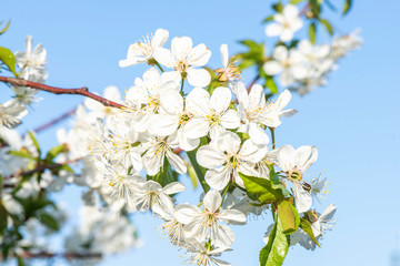 Blooming cherry flowers branch close up. Beautiful blues sky