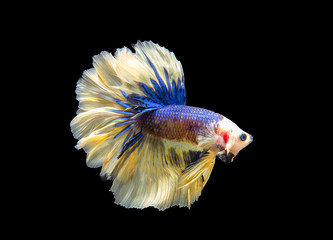 Thai bite fish, beautiful, colorful