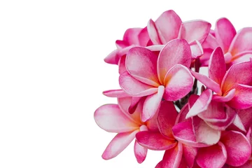 Deurstickers close-up roze plumeria geïsoleerd op een witte achtergrond © thekopmylife