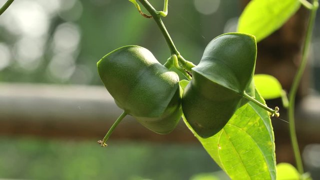Close up of fresh Sacha inchi, Sacha peanut, Inca peanut, Supua or&nbsp;Mountain peanut growing on plantation with morning sunlight
