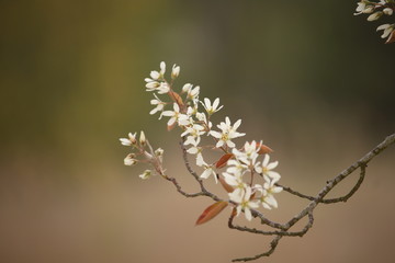 flowers on a twig