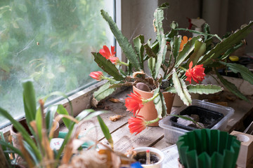 Blühender Kaktus auf der Fensterbank einer Werkstatt