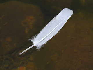 Nature. Feather birds on the water.