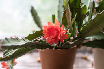 Blühender Kaktus auf der Fensterbank einer Werkstatt