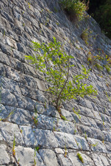 Lonely tree growing on top of the rock.