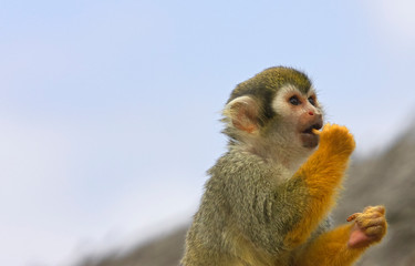 Fototapeta premium Close up of a squirrel monkey eating a carrot