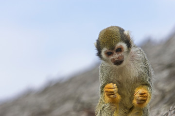 Close up of squirrel monkey against a blue sky