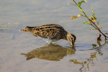 beccaccino in cerca di cibo nella palude	