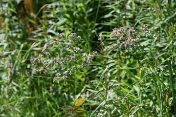 Orchard grass is the cause of hay fever.