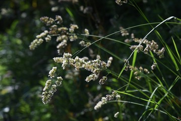 Orchard grass is the cause of hay fever.