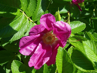 Rosa majalis - Dunkelrosa Zimt-Rose oder Mai-Rose