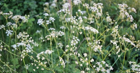 Wild Carrot flowers