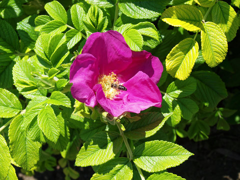 Rosa majalis - Zimt-Rose oder Mai-Rose Bl&uuml;ht dunkelrosa ab Mai