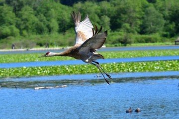 Sandhill crane flying in the air.